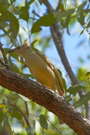 Animal;animals;Australasia;Australia;Avian;bird;bird-watching;bird_watching;birds;Bowerbird;Bowerbirds;Chlamydera-nuchalis;eco-tourism;eco_tourism;ecotourism;Fauna;Great-Bowerbird;Great-Bowerbirds;Katherine;Katherine-Gorge;Katherine-Gorge-National-Park;N.T.;national-park;national-parks;Natural;Nature;Nitmiluk-N.P.;Nitmiluk-National-Park;Nitmiluk-NP;Northern-Territory;NT;Ornithology;Top-End;wild;Wildlife