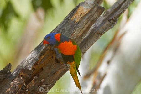 Animal;animals;Australasia;Australia;Avian;bird;bird-watching;bird_watching;birds;eco-tourism;eco_tourism;ecotourism;Fauna;Katherine;Katherine-Gorge;Katherine-Gorge-National-Park;Lorikeet;Lorikeets;N.T.;national-park;national-parks;Natural;Nature;Nitmiluk-N.P.;Nitmiluk-National-Park;Nitmiluk-NP;Northern-Territory;NT;Ornithology;Rainbow-Lorikeet;Rainbow-Lorikeets;rubritorquis;Top-End;Trichoglossus-haematodus;Trichoglossus-haematodus-rubritorquis;wild;Wildlife