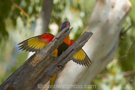 Animal;animals;Australasia;Australia;Avian;bird;bird-watching;bird_watching;birds;eco-tourism;eco_tourism;ecotourism;Fauna;Katherine;Katherine-Gorge;Katherine-Gorge-National-Park;Lorikeet;Lorikeets;N.T.;national-park;national-parks;Natural;Nature;Nitmiluk-N.P.;Nitmiluk-National-Park;Nitmiluk-NP;Northern-Territory;NT;Ornithology;Rainbow-Lorikeet;Rainbow-Lorikeets;rubritorquis;Top-End;Trichoglossus-haematodus;Trichoglossus-haematodus-rubritorquis;wild;Wildlife