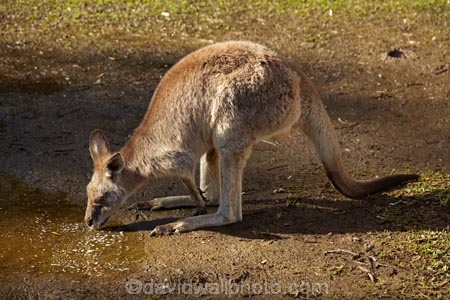Animal;Animals;Aus;australasia;Australia;Australian;austrlian;ear;ears;eastern-gray-kangaroo;eastern-gray-kangaroos;gray-kangaroo;gray-kangaroos;Grey-Kangaroo;Grey-Kangaroos;head;heads;Kangaroo;Kangaroos;Macropus-giganteus;Mammal;Mammals;Marsupial;Marsupials;Nature;portrait;portraits;QLD;Queensland;skippy;Wild;Wildlife;Zoology