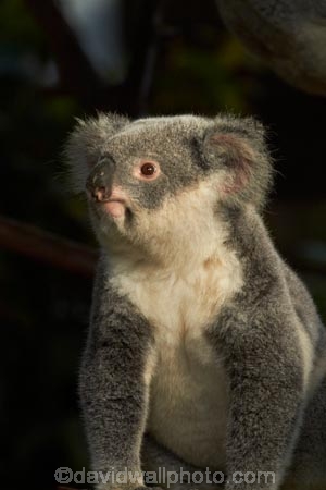 Animal;Animals;Aus;Australia;australian;climb;climbs;Close-up;Close_up;currumbin;currumbin-wildlife-sanctuary;eucalyptus;face;fur;furry;gold-coast;gum-tree;Koala;Koala-Bear;Koalas;Mammal;Mammals;Marsupial;Marsupials;Nature;Oceania;Phascolarctos;Phascolarctos-cinereus;QLD;Queensland;tree;trees;Wild;Wildlife;zoo;Zoology
