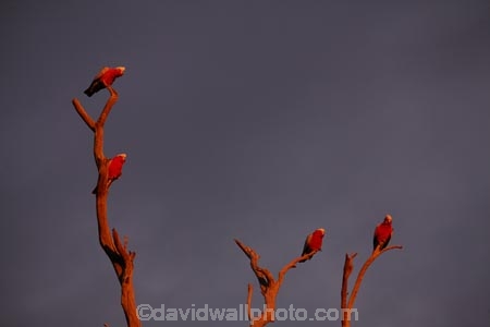 Australia;Australian;wildlife;animal;animals;Australian-wildlife;bird;birds;Cacatua-roseicapilla;Galah;galahs;gallah;gallahs;South-Australia;SA;S.A.;Ornithology;Oz;Parrot;parrots;pink;Wildlife;Strzeleki-Track;Blanchewater;Blanchewater-Ruins;clouds;cloud;dead-tree;Strzelecki-Track