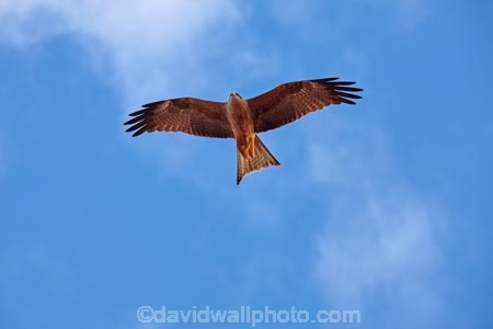 Australia;Australian;wildlife;animal;animals;Australian-wildlife;bird;birds;Black-Kite;black-kites;kite;kites;Milvus-migrans;Strzeleki-Track;South-Australia;avian;bird;bird-of-prey;bird-watching;bird_of_prey;bird_watching;birds;birds-of-prey;birds_of_prey;flight;fly;flying;Ornithology;raptor;wild;wildlife;Wing;fly-flight;flying;Strzelecki-Track