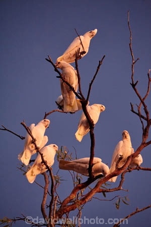 Australia;Australian;wildlife;animal;animals;Australian-wildlife;bird;birds;avian;bird-watching;Cacatua-sanguinea;Cacatua-sanguinea-sanguinea;cacatua;cockatoo;cockatoos;Little-Corella;Little-Corellas;Ornithology;white-cockatoo;Corella;Corellas;Lake-Houdraman;Quilpie;The-Lake;outback;Queensland