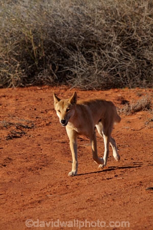 French-Line;Simpson-Desert;South-Australia;SA;S.A.;animal;animals;Australian-wildlife;Australia;Australian;Australian-Dingo;Canidae;Canis-lupus-dingo;Carnivora;carnivore;Dingo;Dingoes;dog;dogs;mammal;mammals;national-parks;predator;primative-dog;primative-dogs;Simson-Desert-Regional-Park;Simpson-Desert-National-Park;Munga_Thirriâ€“Simpson-Desert-National-Park;Munga_Thirri-National-Park;desert;deserts