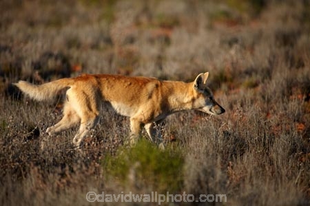 French-Line;Simpson-Desert;South-Australia;SA;S.A.;animal;animals;Australian-wildlife;Australia;Australian;Australian-Dingo;Canidae;Canis-lupus-dingo;Carnivora;carnivore;Dingo;Dingoes;dog;dogs;mammal;mammals;national-parks;predator;primative-dog;primative-dogs;Simson-Desert-Regional-Park;Simpson-Desert-National-Park;Munga_Thirri–Simpson-Desert-National-Park;Munga_Thirri-National-Park;desert;deserts