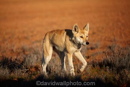 French-Line;Simpson-Desert;South-Australia;SA;S.A.;animal;animals;Australian-wildlife;Australia;Australian;Australian-Dingo;Canidae;Canis-lupus-dingo;Carnivora;carnivore;Dingo;Dingoes;dog;dogs;mammal;mammals;national-parks;predator;primative-dog;primative-dogs;Simson-Desert-Regional-Park;Simpson-Desert-National-Park;Munga_Thirri–Simpson-Desert-National-Park;Munga_Thirri-National-Park;desert;deserts