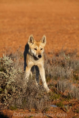 French-Line;Simpson-Desert;South-Australia;SA;S.A.;animal;animals;Australian-wildlife;Australia;Australian;Australian-Dingo;Canidae;Canis-lupus-dingo;Carnivora;carnivore;Dingo;Dingoes;dog;dogs;mammal;mammals;national-parks;predator;primative-dog;primative-dogs;Simson-Desert-Regional-Park;Simpson-Desert-National-Park;Munga_Thirriâ€“Simpson-Desert-National-Park;Munga_Thirri-National-Park;desert;deserts