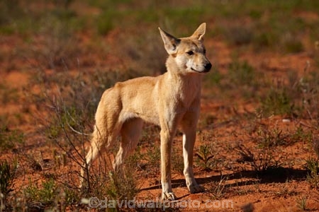 French-Line;Simpson-Desert;South-Australia;SA;S.A.;animal;animals;Australian-wildlife;Australia;Australian;Australian-Dingo;Canidae;Canis-lupus-dingo;Carnivora;carnivore;Dingo;Dingoes;dog;dogs;mammal;mammals;national-parks;predator;primative-dog;primative-dogs;Simson-Desert-Regional-Park;Simpson-Desert-National-Park;Munga_Thirriâ€“Simpson-Desert-National-Park;Munga_Thirri-National-Park;desert;deserts
