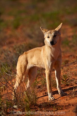 French-Line;Simpson-Desert;South-Australia;SA;S.A.;animal;animals;Australian-wildlife;Australia;Australian;Australian-Dingo;Canidae;Canis-lupus-dingo;Carnivora;carnivore;Dingo;Dingoes;dog;dogs;mammal;mammals;national-parks;predator;primative-dog;primative-dogs;Simson-Desert-Regional-Park;Simpson-Desert-National-Park;Munga_Thirriâ€“Simpson-Desert-National-Park;Munga_Thirri-National-Park;desert;deserts