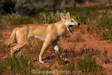 French-Line;Simpson-Desert;South-Australia;SA;S.A.;animal;animals;Australian-wildlife;Australia;Australian;Australian-Dingo;Canidae;Canis-lupus-dingo;Carnivora;carnivore;Dingo;yawn;teethDingoes;dog;dogs;mammal;mammals;national-parks;predator;primative-dog;primative-dogs;Simson-Desert-Regional-Park;Simpson-Desert-National-Park;Munga_Thirri–Simpson-Desert-National-Park;Munga_Thirri-National-Park;desert;deserts