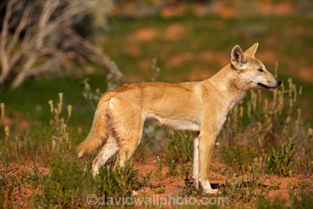 French-Line;Simpson-Desert;South-Australia;SA;S.A.;animal;animals;Australian-wildlife;Australia;Australian;Australian-Dingo;Canidae;Canis-lupus-dingo;Carnivora;carnivore;Dingo;Dingoes;dog;dogs;mammal;mammals;national-parks;predator;primative-dog;primative-dogs;Simson-Desert-Regional-Park;Simpson-Desert-National-Park;Munga_Thirri–Simpson-Desert-National-Park;Munga_Thirri-National-Park;desert;deserts