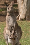 Animal;Animals;australasia;Australia;australian;austrlian;babies;baby;eastern-gray-kangaroo;eastern-gray-kangaroos;gray-kangaroo;gray-kangaroos;Grey-Kangaroo;Grey-Kangaroos;infant;infants;joey;joeys;Kangaroo;Kangaroos;Macropus-giganteus;Mammal;Mammals;Marsupial;Marsupials;Nature;pouch;pouches;skippy;Wild;Wildlife;Zoology