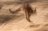 Animal;Animals;australasia;Australia;australian;austrlian;blur;blurred;blurry;eastern-gray-kangaroo;eastern-gray-kangaroos;gray-kangaroo;gray-kangaroos;Grey-Kangaroo;Grey-Kangaroos;jump;jumper;jumping;jumps;Kangaroo;Kangaroos;Macropus-giganteus;Mammal;Mammals;Marsupial;Marsupials;Nature;skippy;Wild;Wildlife;Zoology