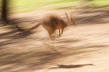 Animal;Animals;australasia;Australia;australian;austrlian;blur;blurred;blurry;eastern-gray-kangaroo;eastern-gray-kangaroos;gray-kangaroo;gray-kangaroos;Grey-Kangaroo;Grey-Kangaroos;jump;jumper;jumping;jumps;Kangaroo;Kangaroos;Macropus-giganteus;Mammal;Mammals;Marsupial;Marsupials;Nature;skippy;Wild;Wildlife;Zoology
