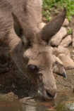 Animal;Animals;australasia;Australia;australian;austrlian;drink;drinking;drinks;ear;ears;eastern-gray-kangaroo;eastern-gray-kangaroos;gray-kangaroo;gray-kangaroos;Grey-Kangaroo;Grey-Kangaroos;head;heads;Kangaroo;Kangaroos;Macropus-giganteus;Mammal;Mammals;Marsupial;Marsupials;Nature;portrait;portraits;skippy;Wild;Wildlife;Zoology