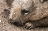 Animal;Animals;Australia;australian;Mammal;Mammals;marsupial;marsupials;Nature;queensland;Wild;Wildlife;Zoology