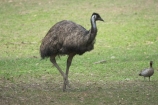Animal;animals;australia;australian;Avian;Beak;Bird;Close-up;currumbin;Dromaius-novaehollandiae;Emu;emus;Fauna;Feather;Habitat;Natural;Nature;Oceania;Ornithology;Oz;Perch;Perching;Plumage;Portrait;queensland;wild;Wildlife;Wing
