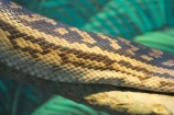 Animal;Animals;australia;australian;Dangerous;Nature;pattern;patterns;Predator;Predators;queensland;Reptile;Reptiles;scale;scales;Snake;Snakes;Wild;Wildlife;Zoology