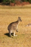 Animal;Animals;australasia;Australia;australian;eastern-gray-kangaroo;eastern-gray-kangaroos;eastern-grey-kangaroo;eastern-grey-kangaroos;grampian;grampian-national-park;grampians;grampians-national-park;gray-kangaroo;gray-kangaroos;Grey-Kangaroo;Grey-Kangaroos;halls-gap;head;heads;Kangaroo;Kangaroos;Macropodidae;Macropus-giganteus;Mammal;Mammals;Marsupial;Marsupials;marsupium;Nature;portrait;portraits;pouch;skippy;victoria;Wild;Wildlife;Zoology