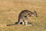 Animal;Animals;australasia;Australia;australian;eastern-gray-kangaroo;eastern-gray-kangaroos;eastern-grey-kangaroo;eastern-grey-kangaroos;grampian;grampian-national-park;grampians;grampians-national-park;gray-kangaroo;gray-kangaroos;Grey-Kangaroo;Grey-Kangaroos;halls-gap;head;heads;itch;itches;itching;Kangaroo;Kangaroos;Macropodidae;Macropus-giganteus;Mammal;Mammals;Marsupial;Marsupials;marsupium;Nature;portrait;portraits;pouch;scratch;scratches;scratching;skippy;victoria;Wild;Wildlife;Zoology
