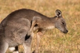 Animal;Animals;australasia;Australia;australian;eastern-gray-kangaroo;eastern-gray-kangaroos;eastern-grey-kangaroo;eastern-grey-kangaroos;grampian;grampian-national-park;grampians;grampians-national-park;gray-kangaroo;gray-kangaroos;Grey-Kangaroo;Grey-Kangaroos;halls-gap;head;heads;itch;itches;itching;Kangaroo;Kangaroos;Macropodidae;Macropus-giganteus;Mammal;Mammals;Marsupial;Marsupials;marsupium;Nature;portrait;portraits;pouch;scratch;scratches;scratching;skippy;victoria;Wild;Wildlife;Zoology
