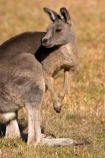 Animal;Animals;australasia;Australia;australian;eastern-gray-kangaroo;eastern-gray-kangaroos;eastern-grey-kangaroo;eastern-grey-kangaroos;grampian;grampian-national-park;grampians;grampians-national-park;gray-kangaroo;gray-kangaroos;Grey-Kangaroo;Grey-Kangaroos;halls-gap;head;heads;Kangaroo;Kangaroos;Macropodidae;Macropus-giganteus;Mammal;Mammals;Marsupial;Marsupials;marsupium;Nature;portrait;portraits;pouch;skippy;victoria;Wild;Wildlife;Zoology