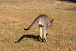 Animal;Animals;australasia;Australia;australian;boing;boinging;eastern-gray-kangaroo;eastern-gray-kangaroos;eastern-grey-kangaroo;eastern-grey-kangaroos;grampian;grampian-national-park;grampians;grampians-national-park;gray-kangaroo;gray-kangaroos;Grey-Kangaroo;Grey-Kangaroos;halls-gap;head;heads;hop;hopper;hopping;hops;jump;jumper;jumping;jumps;Kangaroo;Kangaroos;Macropodidae;Macropus-giganteus;Mammal;Mammals;Marsupial;Marsupials;marsupium;Nature;portrait;portraits;pouch;skippy;victoria;Wild;Wildlife;Zoology