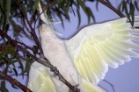 animal;animals;australasian;Australia;australian;beak;bird;birds;cockatoo;cockatoos;crested;endemic;feather;feathers;Grampians-National-Park;Halls-Gap;indigenous;native;sulfer;sulfur;sulfur-crested-cockatoo;sydney;Victoria;wildlife