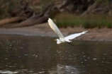 Animal;Animals;Aquatic-bird;Aquatic-birds;ardea-alba;ardeidae;australasia;Australia;australian;bird;birds;Echuca;Egretta-alba;endangered;estuaries;estuary;fauna;feather;feathers;fly;flying;great-egret;great-heron;heron;herons;Murray-River;native;natives;natural;Nature;New-South-Wales;Ornithology;rare;threatened;Victoria;Wading-bird;Wading-birds;water-bird;water-birds;white;white-heron;Wild;Wildlife