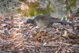 Wildlife - Australia