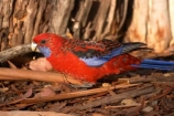 Animal;animals;Ara;australasia;australia;australian;Avian;Beak;Bird;birds;Blue;Bright;Close-up;Color;Colored;Colorful;Colors;Colour;Coloured;Colourful;Colours;crimson-rosella;Crimson-Rosellas;Exotic;Fauna;Feather;Habitat;mount-buffalo-national-park;mt-buffalo-national-park;mt.-buffalo-national-park;Natural;Nature;Oceania;Ornithology;Oz;Parrot;parrots;Perch;Perching;Platycercus-elegans;Plumage;Portrait;Red;rosella;rosellas;victoria;Vivid;wild;Wildlife;Wing