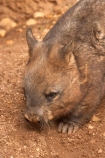 Animal;Animals;Australia;australianaustralasia;Lasiorhinus-latrifrons;Mammal;Mammals;marsupial;marsupials;melbourne;Nature;Southern-Hairy-Nosed-Wombat;Southern-Hairy_Nosed-Wombat;victoria;Wild;Wildlife;wombat;wombats;Zoology