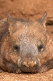 Animal;Animals;Australia;australianaustralasia;Lasiorhinus-latrifrons;Mammal;Mammals;marsupial;marsupials;melbourne;Nature;Southern-Hairy-Nosed-Wombat;Southern-Hairy_Nosed-Wombat;victoria;Wild;Wildlife;wombat;wombats;Zoology