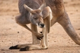 Animal;Animals;australasia;Australia;australian;austrlian;eastern-gray-kangaroo;eastern-gray-kangaroos;gray-kangaroo;gray-kangaroos;Grey-Kangaroo;Grey-Kangaroos;itch;itching;Kangaroo;Kangaroos;Macropus-giganteus;Mammal;Mammals;marsupial;Marsupials;Nature;portrait;portraits;scratch;scratching;skippy;Wild;Wildlife;Zoology