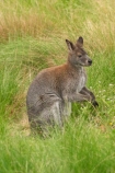 Animal;Animals;australasia;australasian;Australia;australian;austrlian;ear;ears;eastern-gray-kangaroo;eastern-gray-kangaroos;gray-kangaroo;gray-kangaroos;Grey-Kangaroo;Grey-Kangaroos;head;heads;Kangaroo;Kangaroos;Macropus-giganteus;Mammal;Mammals;Marsupial;Marsupials;Melbourne;Nature;park;parks;portrait;portraits;skippy;Victoria;werribee;Werribee-Open-Range-Zoo;Wild;Wildlife;zoo;Zoology;zoos
