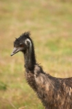 Animal;animals;australasian;australia;australian;Avian;Beak;Bird;birds;Close-up;Dromaius-novaehollandiae;Emu;emus;Fauna;Feather;Habitat;Melbourne;Natural;Nature;Oceania;Ornithology;Oz;park;parks;Perch;Perching;Plumage;Victoria;werribee;Werribee-Open-Range-Zoo;wild;Wildlife;Wing;zoo;zoos