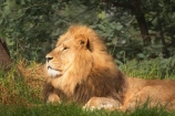 africa;african;animal;animals;australasian;Australia;australian;carnivore;carnivores;cat;cats;dominant;east-africa;feline;felines;game-park;game-parks;game-viewing;grasslands;hunger;hungry;laziness;lazy;lions;male;mammal;mammals;mane;manes;Melbourne;melbourne-zoo;Panthera-leo;park;parks;plain;plains;predator;predators;pride-leader;safari;safaris;savana;savanah;savanna;savannah;Victoria;wild;wildlife;zoo;zoology;zoos