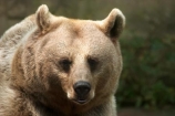 australasia;Australia;australian;bear;bears;Brown-Bear;brown-bears;Melbourne-Zoo;Ursus-arctos-syriacus;Victoria;zoos