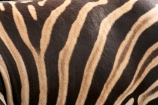 africa;african;animal;animals;black;black-and-white;equine;Equus-burchelli;game-park;game-parks;game-viewing;genus-equus;grasslands;mammal;mmmals;pattern;patterns;plain;plains;safari;safaris;savana;savanah;savanna;savannah;stripe;striped;stripes;stripped;white;wild;wildlife;zebra;zebras;zoology