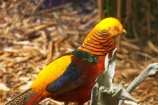 Australia;bird;birds;blue;chinese-pheasant;color;colorful;colour;colourful;game-bird;game-birds;gold;golden-pheasant;green;male;Melbourne-Zoo;Pheasant;pheasants;red;Victoria;yellow