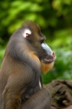 africa;african;animal;animals;australasian;Australia;australian;baboons;blue;dangerous;game-park;game-parks;game-viewing;mammal;mammals;mandrill;mandrills;Melbourne;melbourne-zoo;papio-sphinx;park;parks;pink;primate;primates;red;safari;safaris;Victoria;wild;wildlife;zoo;zoos