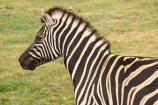 africa;african;animal;animals;australasian;Australia;australian;black;black-and-white;equine;Equus-burchelli;game-park;game-parks;game-viewing;genus-equus;grasslands;mammal;Melbourne;mmmals;park;parks;pattern;patterns;plain;plains;safari;safaris;savana;savanah;savanna;savannah;stripe;striped;stripes;stripped;Victoria;werribee;Werribee-Open-Range-Zoo;white;wild;wildlife;zebra;zebras;zoo;zoology;zoos