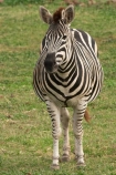 africa;african;animal;animals;australasian;Australia;australian;black;black-and-white;equine;Equus-burchelli;game-park;game-parks;game-viewing;genus-equus;grasslands;mammal;Melbourne;mmmals;park;parks;pattern;patterns;plain;plains;safari;safaris;savana;savanah;savanna;savannah;stripe;striped;stripes;stripped;Victoria;werribee;Werribee-Open-Range-Zoo;white;wild;wildlife;zebra;zebras;zoo;zoology;zoos