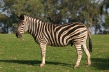 africa;african;animal;animals;australasian;Australia;australian;black;black-and-white;equine;Equus-burchelli;game-park;game-parks;game-viewing;genus-equus;grasslands;mammal;Melbourne;mmmals;park;parks;pattern;patterns;plain;plains;safari;safaris;savana;savanah;savanna;savannah;stripe;striped;stripes;stripped;Victoria;werribee;Werribee-Open-Range-Zoo;white;wild;wildlife;zebra;zebras;zoo;zoology;zoos