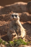 africa;african;animal;animals;australasian;Australia;australian;cute;game-park;game-parks;game-viewing;grey-meerkat;mamal;mamals;mammal;mammals;meercat;meercats;meerkat;meerkats;Melbourne;park;parks;safari;safaris;Suricata-suricatta;suricate;suricates;Victoria;werribee;Werribee-Open-Range-Zoo;wild;wildlife;zoo;zoos