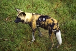 African-Wild-Dog;African-Wild-Dogs;Australia;endangered;Lycaon-pictus;Melbourne-Zoo;rare;threatened;Victoria;wild-dog;wild-dogs;zoo;zoos