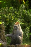 africa;african;animal;animals;australasian;Australia;australian;game-park;game-parks;game-viewing;gorilla;Gorilla-gorilla-gorilla;gorillas;mamal;mamals;mammal;mammals;Melbourne;Melbourne-Zoo;primate;primates;Victoria;Western-Lowland-Gorilla;wild;wildlife;zoo;zoos