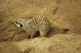 africa;african;animal;animals;australasian;Australia;australian;cute;dig;digging;game-park;game-parks;game-viewing;grey-meerkat;mamal;mamals;mammal;mammals;meercat;meercats;meerkat;meerkats;Melbourne;park;parks;safari;safaris;Suricata-suricatta;suricate;suricates;Victoria;werribee;Werribee-Open-Range-Zoo;wild;wildlife;zoo;zoos