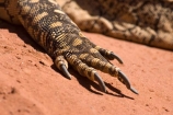 Alice-Springs;animal;animals;Australasia;Australia;Australian;Australian-Outback;Central-Australia;claw;claws;feet;foot;lizard;lizards;Monitor-Lizard;Monitor-Lizards;N.T.;Northern-Territory;NT;Outback;Perentie;reptile;reptiles;scale;scales;Varanus-giganteus